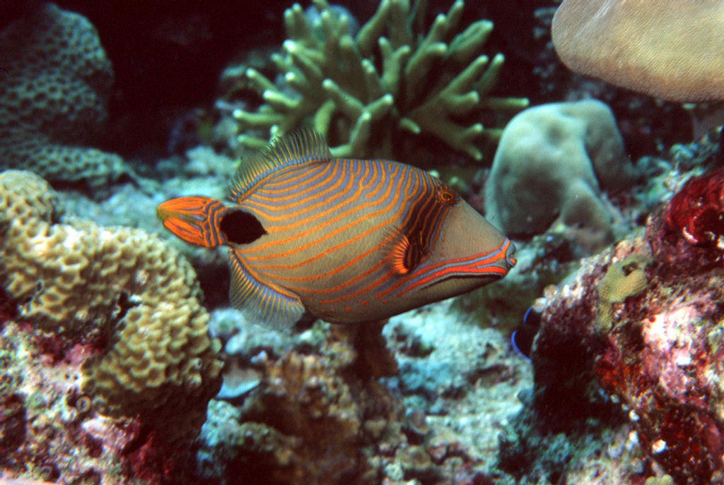 Balistapus undulatus (Pesce balestra ondulato)